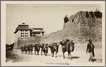 Camel train under Tartar Wall.
