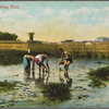 Chinese planting rice.