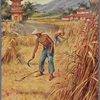 Millet harvest in China