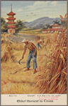 Millet harvest in China