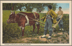 Chinese plowing with oxen, near Peking.