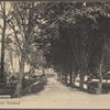 Country scenery