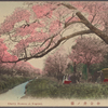 Cherry blossom at Koganei.