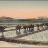 Rice plantation.