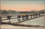 Rice plantation.