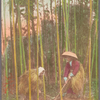 Digging up bamboo shoots.
