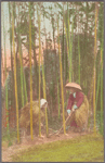 Digging up bamboo shoots.