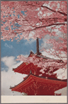 A five-storied pagoda under cherry blossoms, Kyoto.