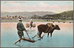 Japanese preparing ricefield.