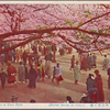 Singla cherry blossom at Ueno Park.  (Flower season at Tokyo)