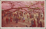 Singla cherry blossom at Ueno Park.  (Flower season at Tokyo)