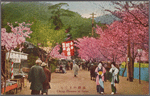 Cherry blossom at Suma.