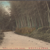 Bamboo road of Mogi, Nagasaki.