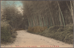 Bamboo road of Mogi, Nagasaki.