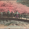Cherry blossoms at Karurusu, Nagasaki.