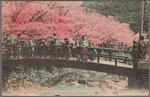 Cherry blossoms at Karurusu, Nagasaki.
