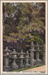 Wisteria flowers and stone lanterns at the ground of Kasuga Shrine.