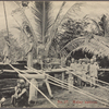 Malay natives.