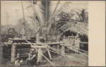 Malay natives.