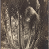 Seven trees from one nut, Rarotonga.