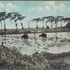Plowing rice feld [i.e., field] near Manila, P.I.