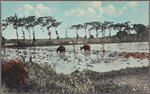 Plowing rice feld [i.e., field] near Manila, P.I.