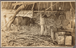 Man feeding sugar cane into mill, Philippines.
