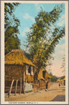 Feathery bamboo, Manila, P.I.