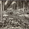Cattle grazing amid piles of coconut shells, Singapore.