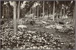 Cattle grazing amid piles of coconut shells, Singapore.