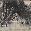 Banyan tree, Kalutara, Ceylon.
