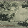The sacred Bo tree, Anuradhapura, Ceylon.
