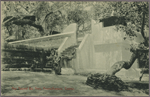 The sacred Bo tree, Anuradhapura, Ceylon.