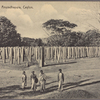 Brazen Palace, Anuradhapura, Ceylon.