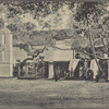 Sacred Bo-tree, Anuradhapura, Ceylon.