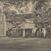 Sacred-Bo tree, Anuradhapura, Ceylon.