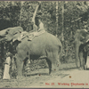 Working elephants in Ceylon.