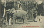 Working elephants in Ceylon.