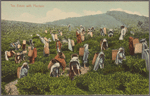 Tea estate with pluckers.