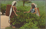 Two tea pluckers.