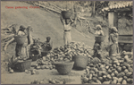 Cocoa gathering (Ceylon).