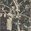 Cocoa gathering (Ceylon).