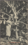 Cocoa gathering (Ceylon).
