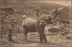 Elephant at work on New Estate, Ceylon.