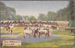 Tea wagons, Ceylon.