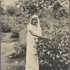 A tea plucker, Ceylon.