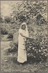 A tea plucker, Ceylon.