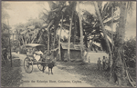 Beside the Kelaniya River, Colombo, Ceylon.