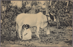 Milch cow and baby, Ceylon.