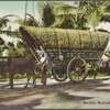 Double bullock cart, Colombo.